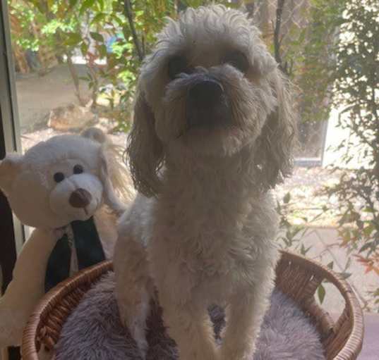 Photo of Jolene A.K.A. "Jo-Jo" (BONDED W/BAILEY)