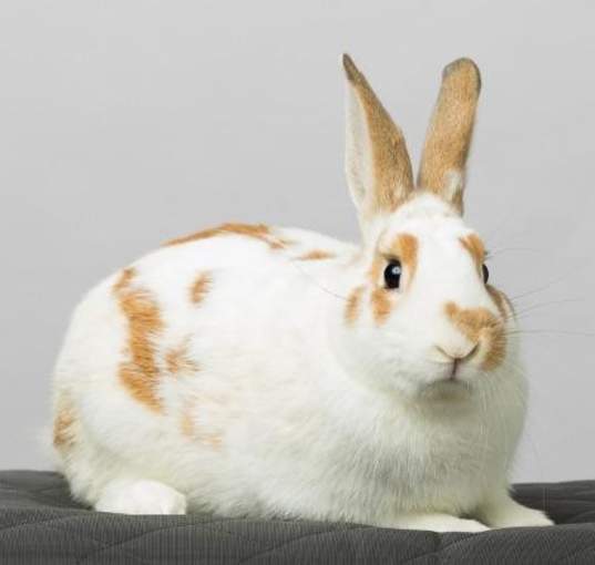 Photo of Dougal