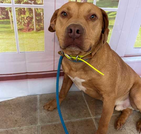 Photo of Brutus