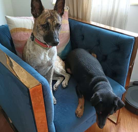 Photo of Willow