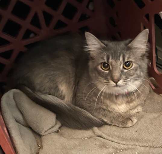 Photo of Annabelle "Bella" Rayburn
