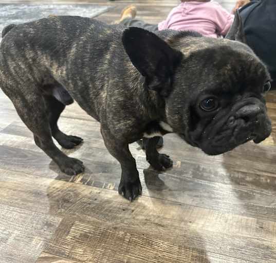 Photo of Panther