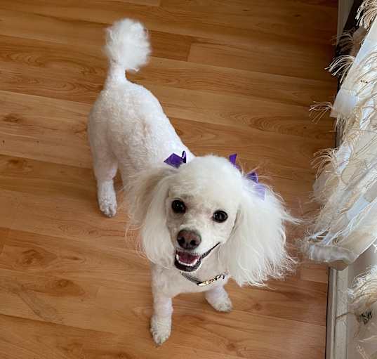 Photo of Nala