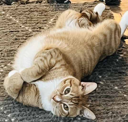 Photo of Tiger