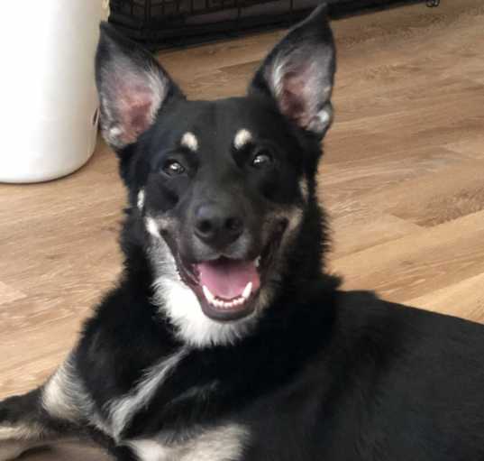 Photo of Dexter