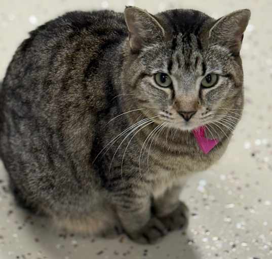 Photo of Smokey
