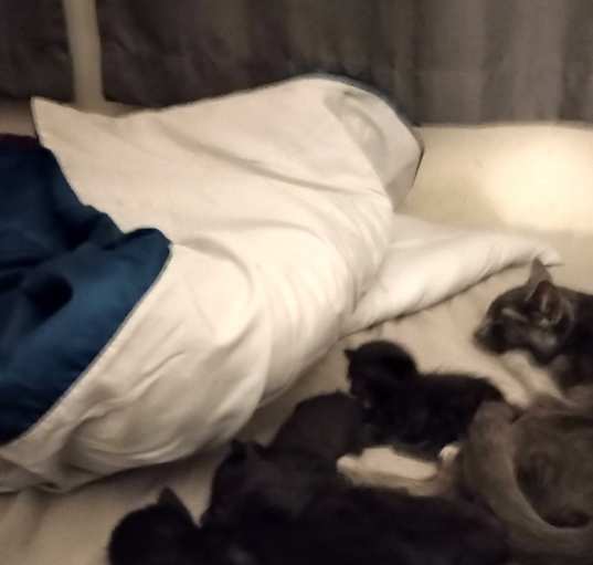 Photo of Kitten's