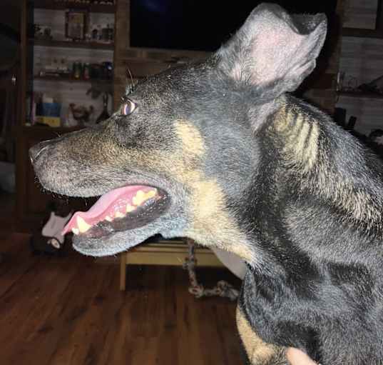 Photo of Thor