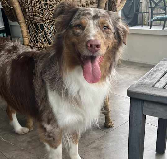 Photo of Moose