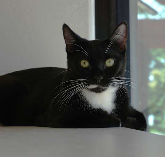 Photo of Brutus
