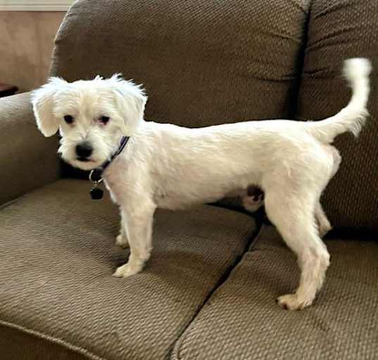 Photo of Scruffy