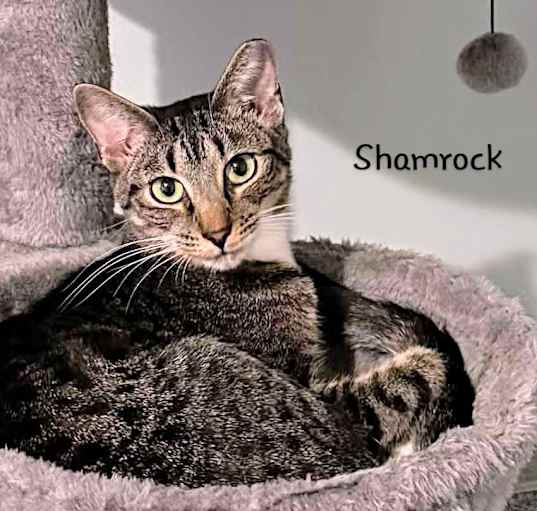 Photo of Shamrock