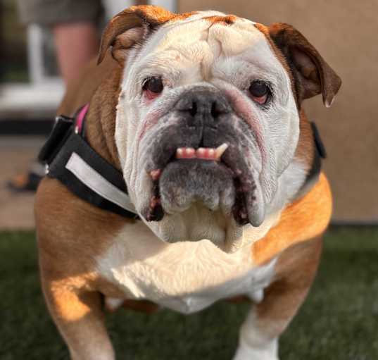 Photo of Daisy Mae