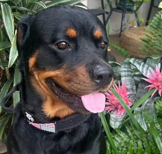 Photo of Rollo