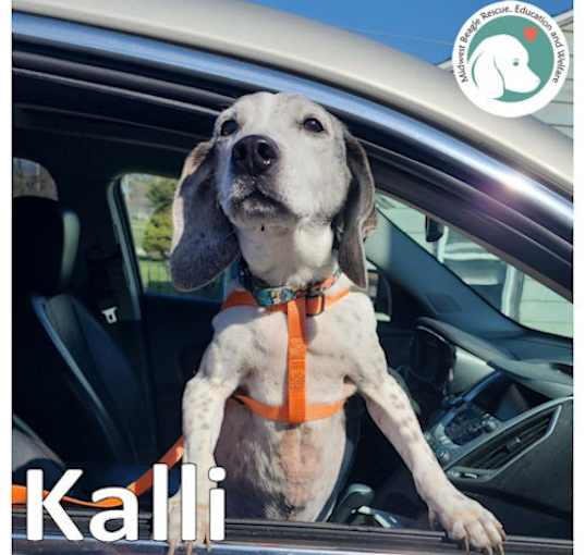 Photo of KALLI