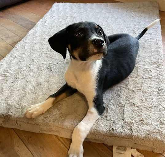 Photo of Dewey