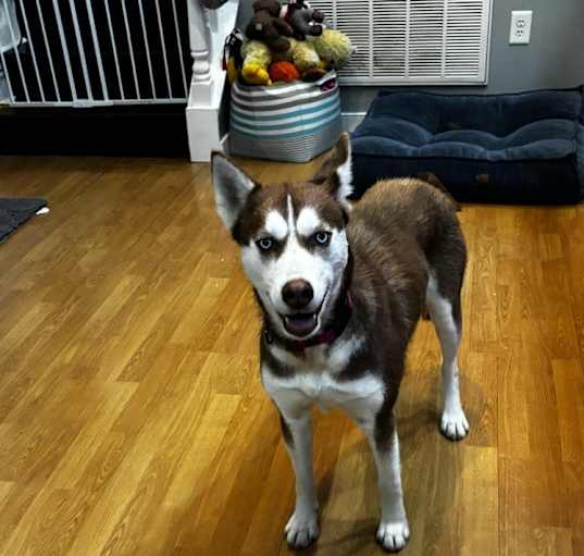 Photo of Lucy
