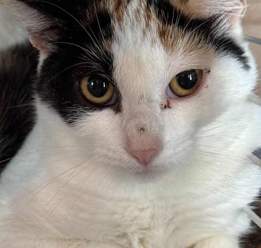 Photo of Angel