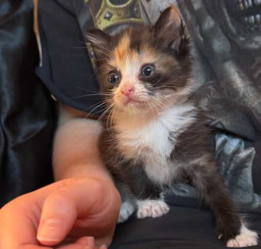 Photo of Cleo