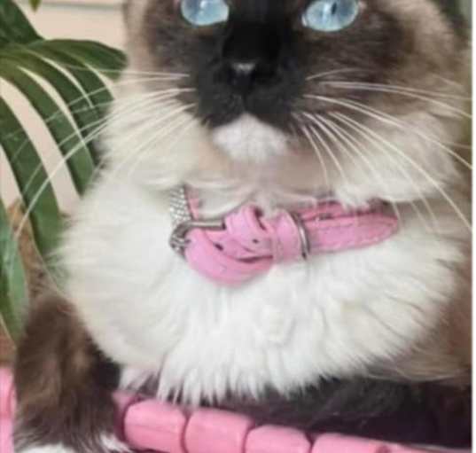 Photo of Mocha