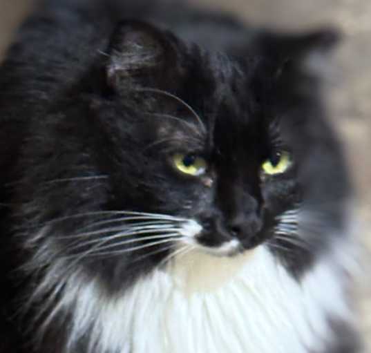 Photo of Morticia