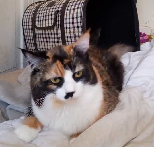 Photo of Suki