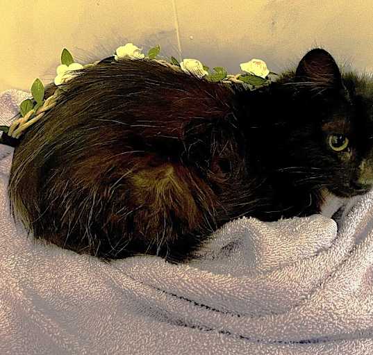 Photo of Onyx