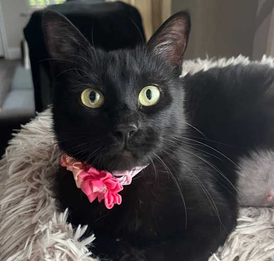 Photo of Ophelia the Lap Cat