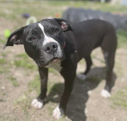 Photo of Patches
