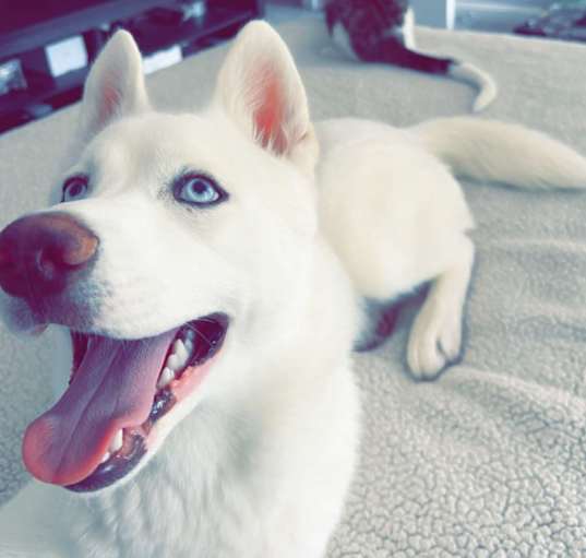 Photo of Balto