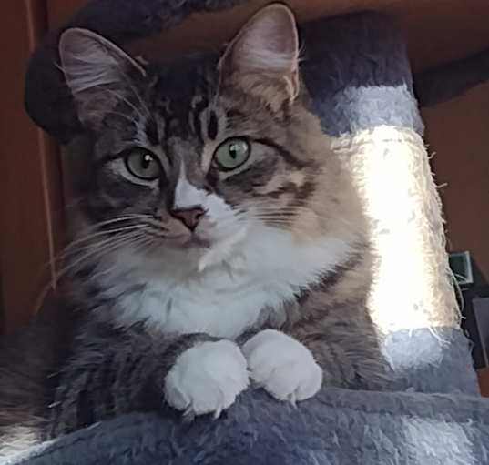 Photo of Misty