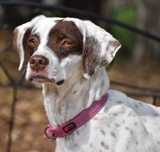 Photo of Lulu- Foster to Adopt