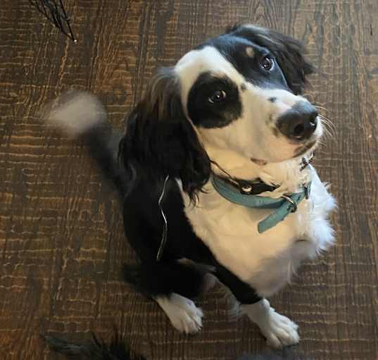 Photo of Tex