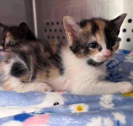 Photo of Virginia Gold Applegate - Not at shelter (Debra)