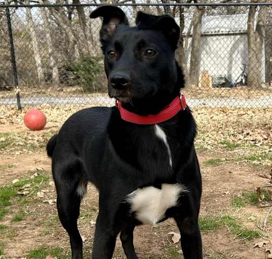 Photo of Gypsy