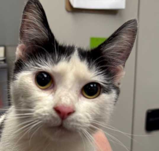 Photo of Figaro