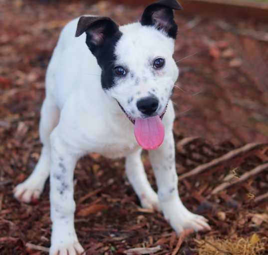 Photo of Cookie 25-03-154
