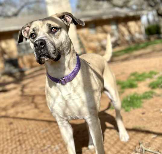 Photo of Opal