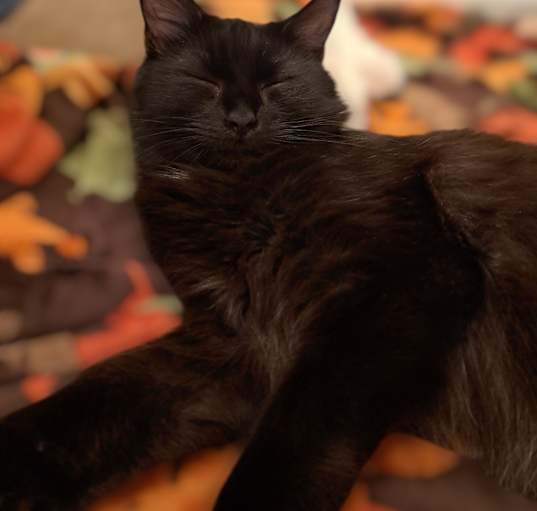 Photo of Biscuits