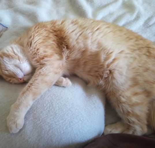 Photo of Chico