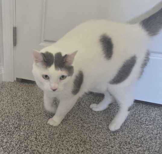 Photo of Trigger