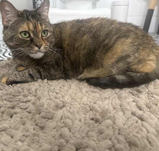 Photo of Nala