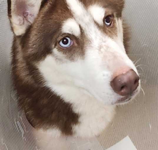 Photo of Koga