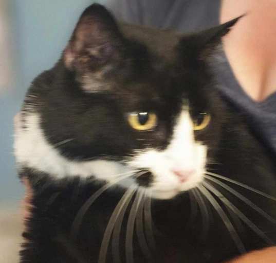 Photo of Petey