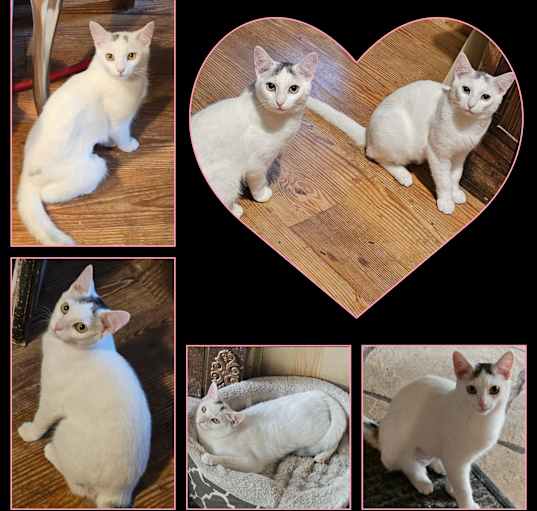 Photo of Ava and Cleo (Bonded Sisters)