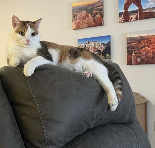 Photo of Shelby