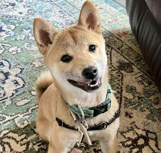 Photo of Hachi