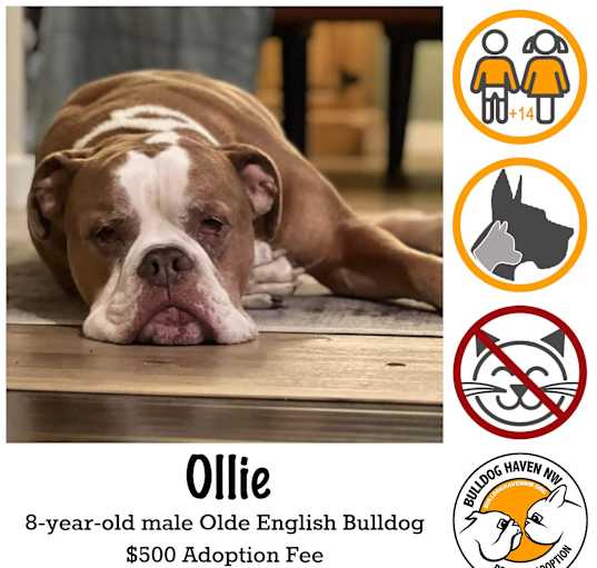 Photo of Ollie