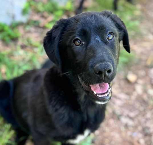 Photo of Brandy