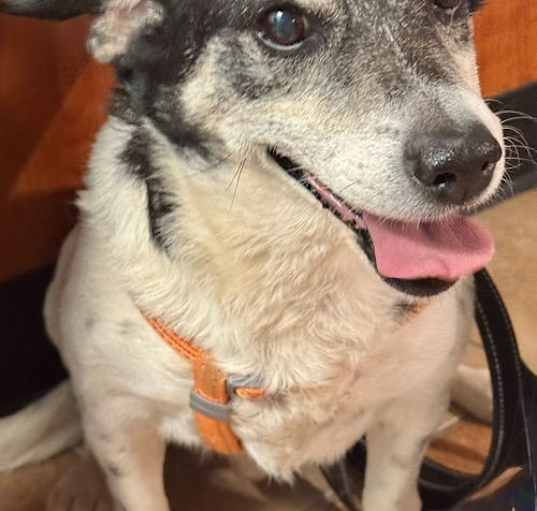 Photo of Max